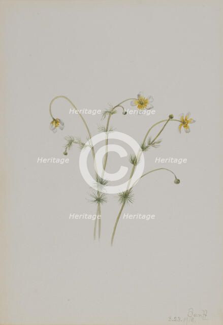 Water Crowfoot (Batrachium trichophyllum), 1918. Creator: Mary Vaux Walcott.
