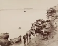 Water Buffalo in the Nile, 19th century. Creator: Zangaki