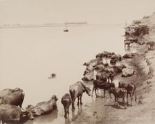 Water Buffalo in the Nile, 19th century. Creator: Zangaki