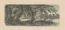 Water Elms, 1870s-1880s. Creator: Carl C. Brenner