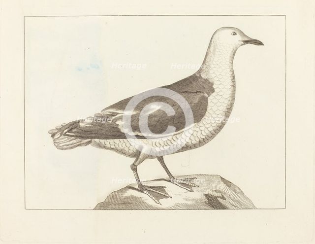 Water Fowl, early 19th century. Creator: Unknown.