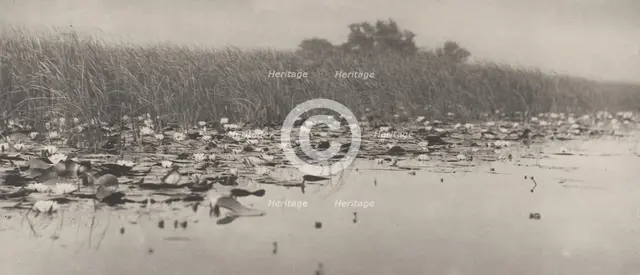 Water-Lilies, 1886. Creator: Dr Peter Henry Emerson.