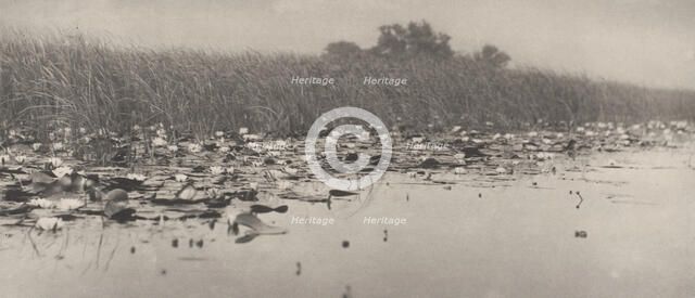 Water-Lilies, 1886. Creator: Dr Peter Henry Emerson.