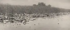 Water-Lilies, 1886. Creator: Dr Peter Henry Emerson