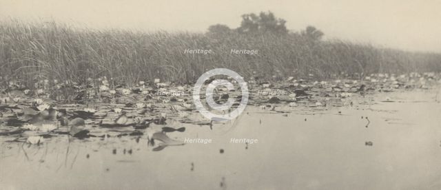 Water-Lilies, 1886. Creators: Dr Peter Henry Emerson, Thomas Frederick Goodall.