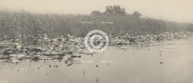 Water-Lilies, 1886. Creators: Dr Peter Henry Emerson, Thomas Frederick Goodall.