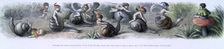 Water lilies and water fairies of the period c1869-c1870. Creator: Richard Doyle