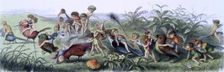 Water lilies and water fairies of the period c1869-c1870. Creator: Richard Doyle