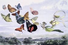 Water lilies and water fairies of the period c1869-c1870. Creator: Richard Doyle