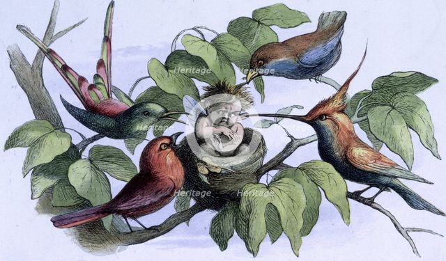 'Water lilies and water fairies of the period', c1869-c1870. Creator: Richard Doyle.