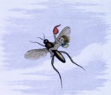 Water lilies and water fairies of the period c1869-c1870. Creator: Richard Doyle