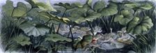 Water lilies and water fairies of the period c1869-c1870. Creator: Richard Doyle
