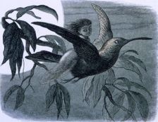 Water lilies and water fairies of the period c1869-c1870. Creator: Richard Doyle