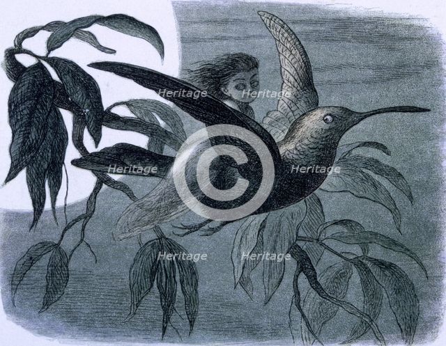 'Water lilies and water fairies of the period', c1869-c1870. Creator: Richard Doyle.