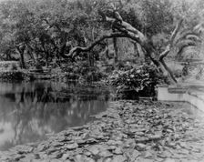 Water lilies, calla lilies, and California live oaks growing...Santa Barbara, CA, c1903 - 1923. Creator: Frances Benjamin Johnston
