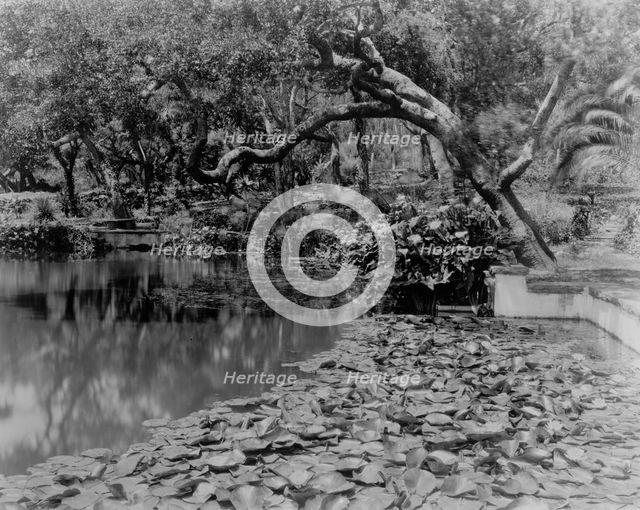 Water lilies, calla lilies, and California live oaks growing...Santa Barbara, CA, c1903 - 1923. Creator: Frances Benjamin Johnston.