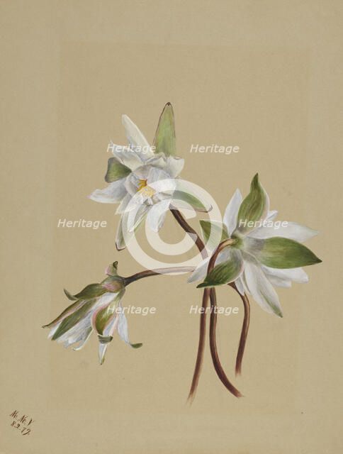 Water Lilies (Castalia odorata), 1879. Creator: Mary Vaux Walcott.