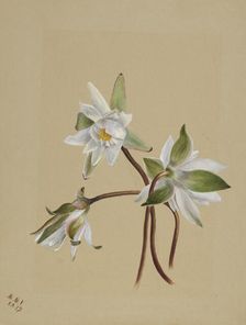 Water Lilies (Castalia odorata), 1879. Creator: Mary Vaux Walcott