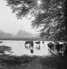 Water meadows, West Harnham, Salisbury, Wiltshire, 1958. Artist: John Gay
