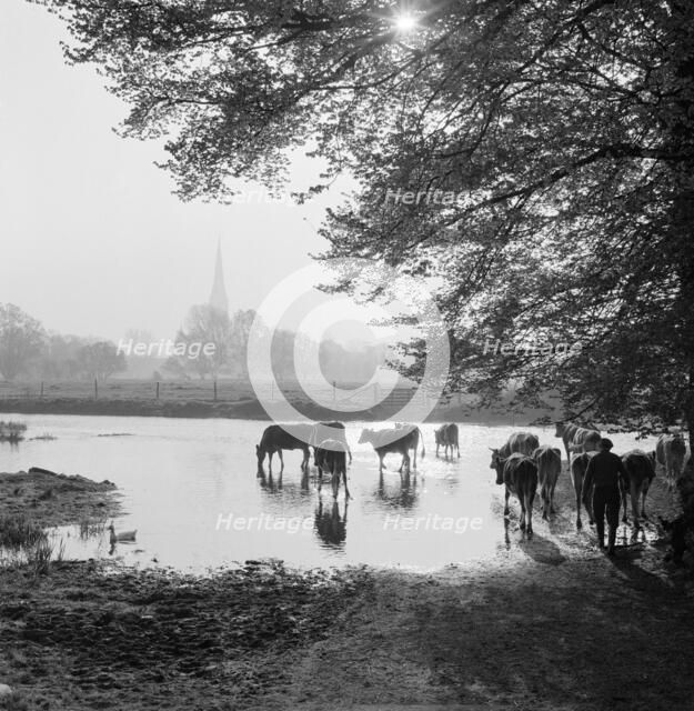 Water meadows, West Harnham, Salisbury, Wiltshire, 1958. Artist: John Gay.