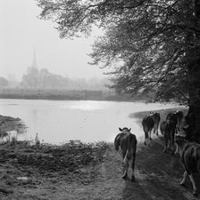 Water meadows, West Harnham, Salisbury, Wiltshire, 1958. Artist: John Gay