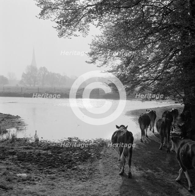 Water meadows, West Harnham, Salisbury, Wiltshire, 1958. Artist: John Gay.
