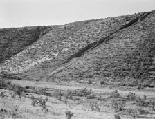 Water seepage from newly irrigated land..., Dead Ox Flat, Malheur County, Oregon, 1939. Creator: Dorothea Lange