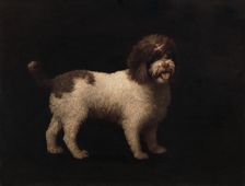 Water Spaniel, 1769. Creator: George Stubbs