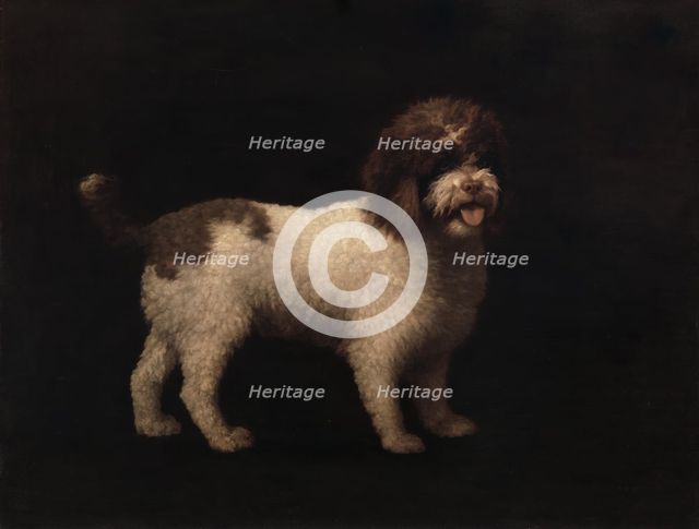 Water Spaniel, 1769. Creator: George Stubbs.