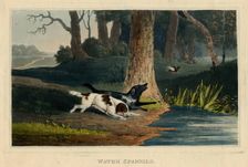 Water Spaniels, c1820s. Creator: Newton Smith Limbird Fielding