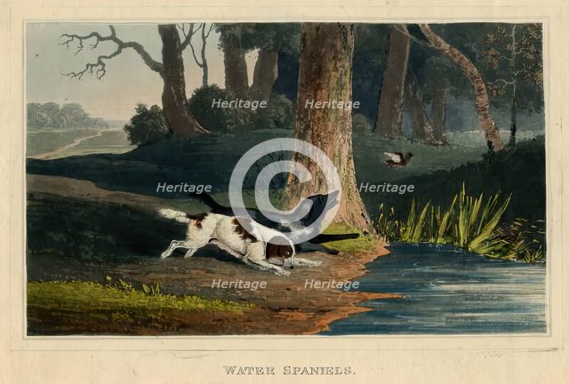 Water Spaniels, c1820s. Creator: Newton Smith Limbird Fielding.