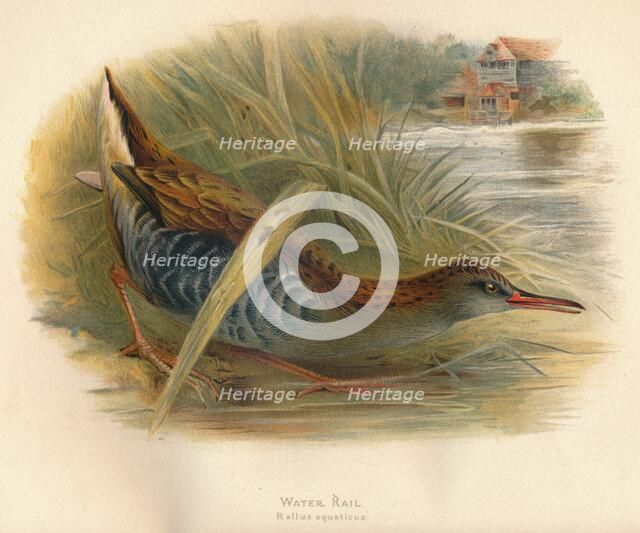 'Water Rail (Rallus aquaticus)', 1900, (1900). Artist: Charles Whymper.