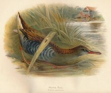 Water Rail (Rallus aquaticus) 1900, (1900). Artist: Charles Whymper