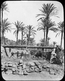 Water wheel, Egypt, c1890. Artist: Newton & Co
