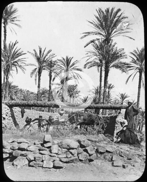 Water wheel, Egypt, c1890. Artist: Newton & Co