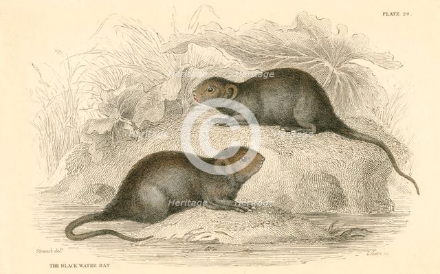 Water vole (Arvicola terrestris), also known as the black water rat, 1828. Artist: Unknown