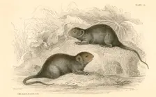 Water vole (Arvicola terrestris), also known as the black water rat, 1828. Creator: Unknown