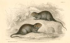 Water vole (Arvicola terrestris), also known as the black water rat, 1828