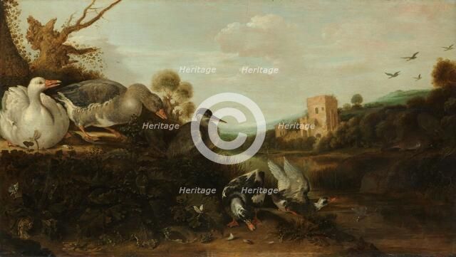 Waterfowl, 1652. Creator: Gysbert Gillisz. de Hondecoeter.