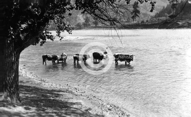 Watering cattle, Bistrita Valley, Moldavia, north-east Romania, c1920-c1945. Artist: Adolph Chevalier