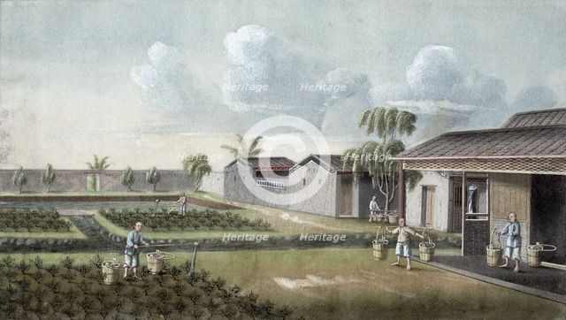 Watering tea plants, China, 19th century. Creator: Unknown.