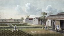 Watering tea plants, China, 19th century. Creator: Unknown
