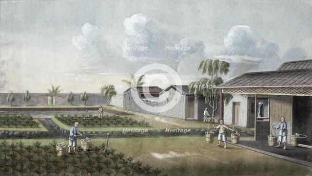 Watering tea plants, China, 19th century. Artist: Unknown