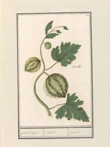 Watermelon (Citrullus vulgaris), 1596-1610. Creators: Anselmus de Boodt, Elias Verhulst