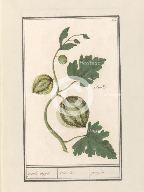 Watermelon (Citrullus vulgaris), 1596-1610. Creators: Anselmus de Boodt, Elias Verhulst.