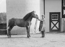 Watson, Thomas J., with Percheron horse, between 1923 and 1929. Creator: Arnold Genthe