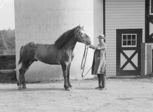Watson, Thomas J., with Percheron horse, between 1923 and 1929. Creator: Arnold Genthe