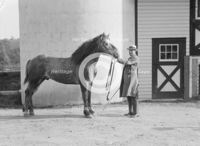 Watson, Thomas J., with Percheron horse, between 1923 and 1929. Creator: Arnold Genthe.