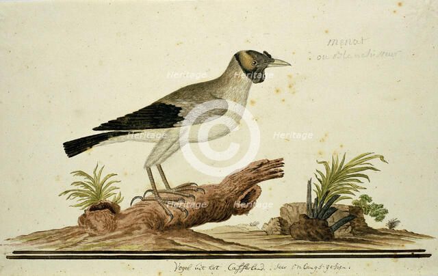 Wattled starling (Creatophora cinerea): a female, 1777-1786. Creator: Robert Jacob Gordon.