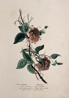 Wax plant (Hoya carnosa): flowering stem, (c1850?). Creator: Unknown